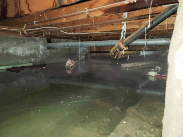 Best Carpet water damage restoration  in Latrobe, PA